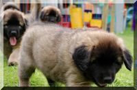 leonberger 070.jpg